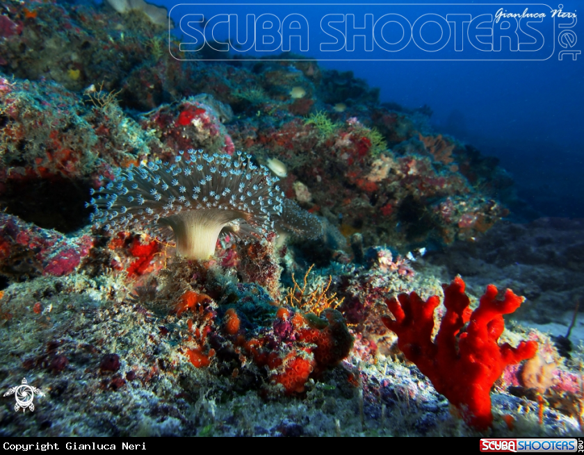 A Soft coral
