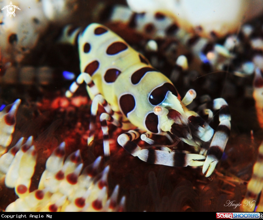 A Colemani Shrimp
