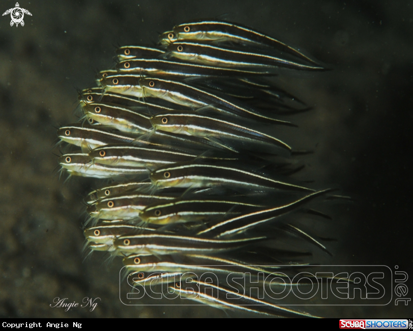 A Juvenile Striped Cat Fish 
