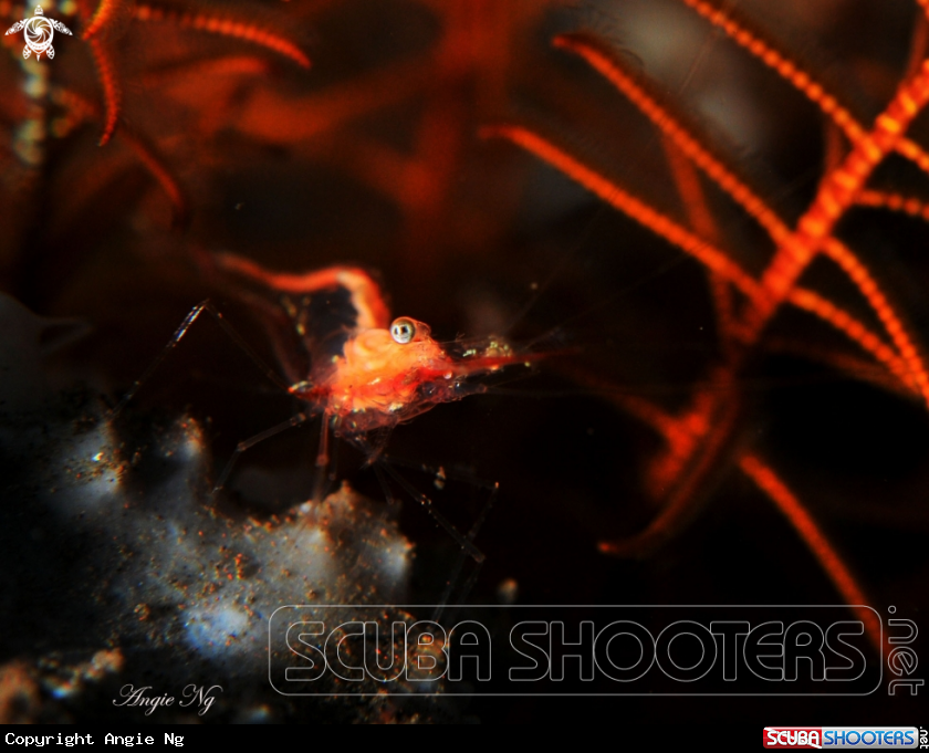 A Shrimp