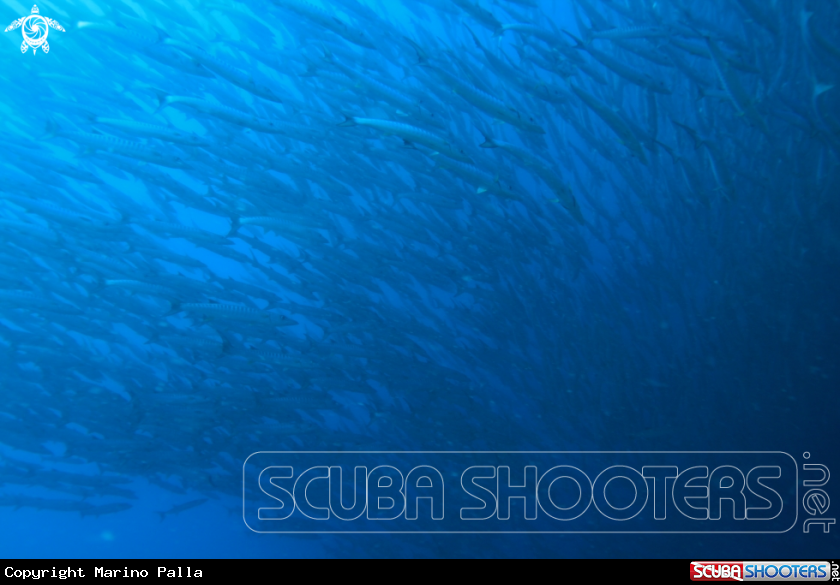 A Barracuda