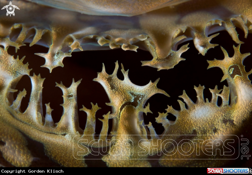 A underwater creature