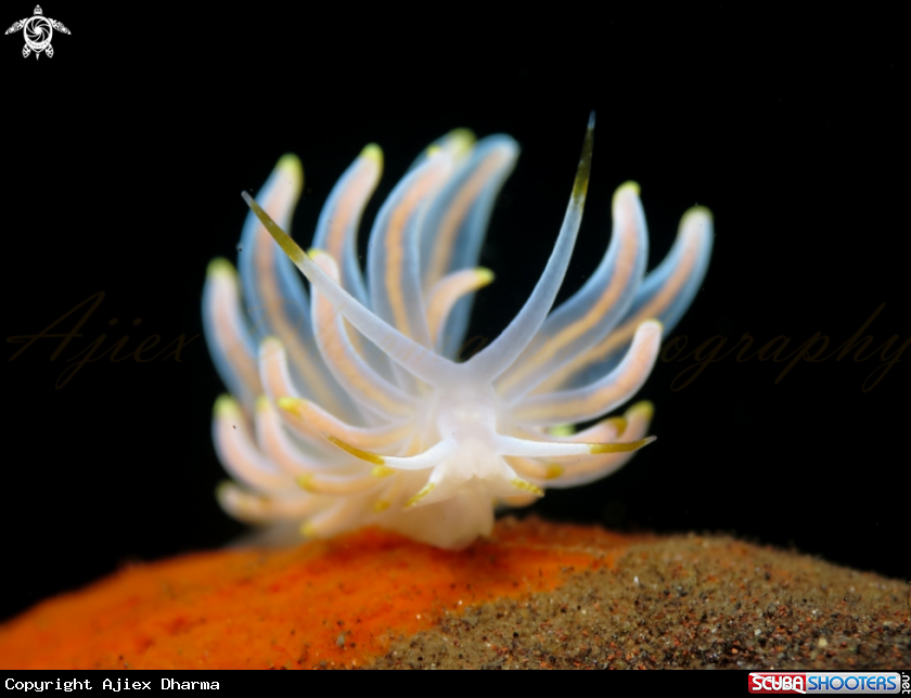 A nudibranch 