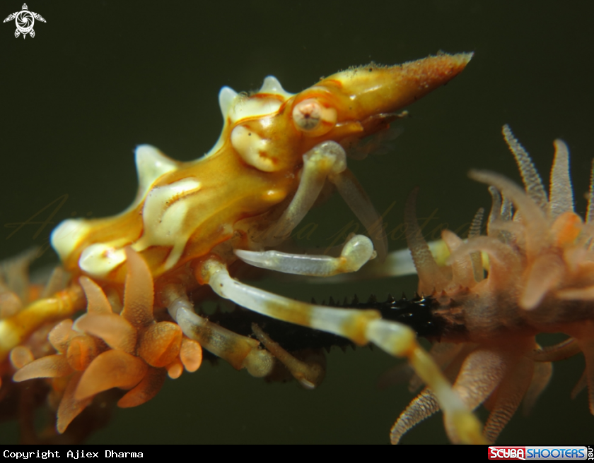 A xeno crab
