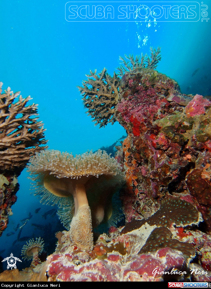 A Corals