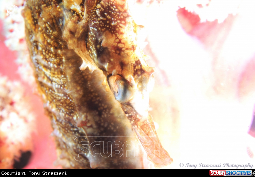 A White's seahorse
