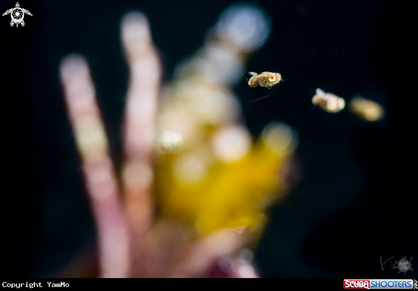 A ideomysis with the sexy shrimp in the background