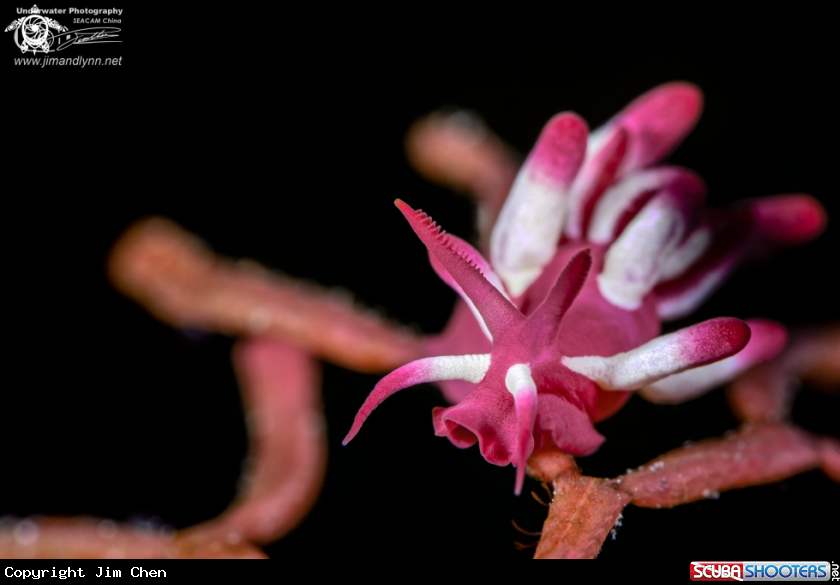 A Nakamoto Okenia