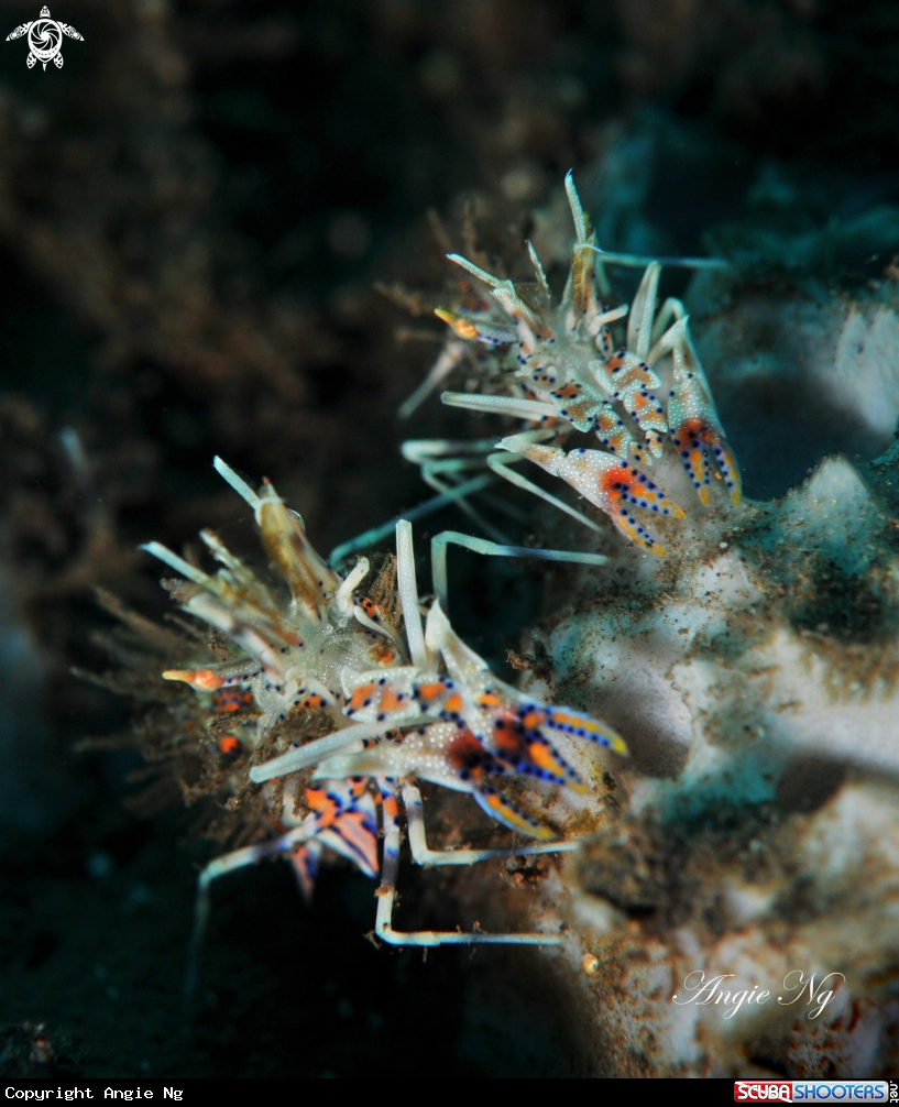 A Tiger Shrimp