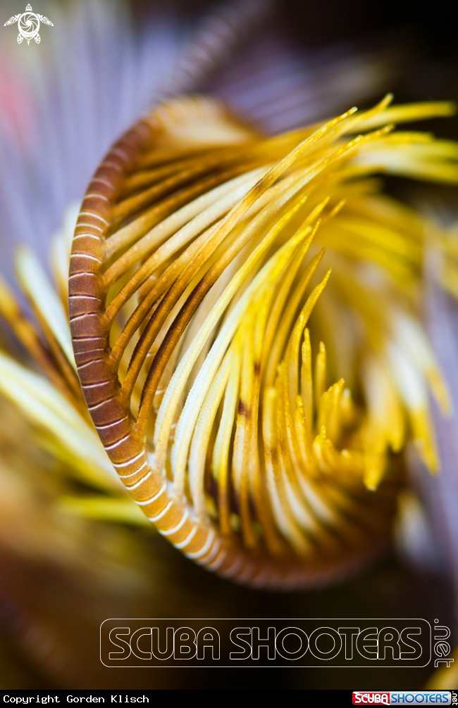 A Feather star