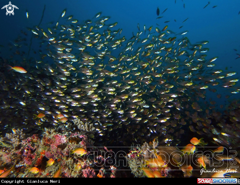 A Glassfish