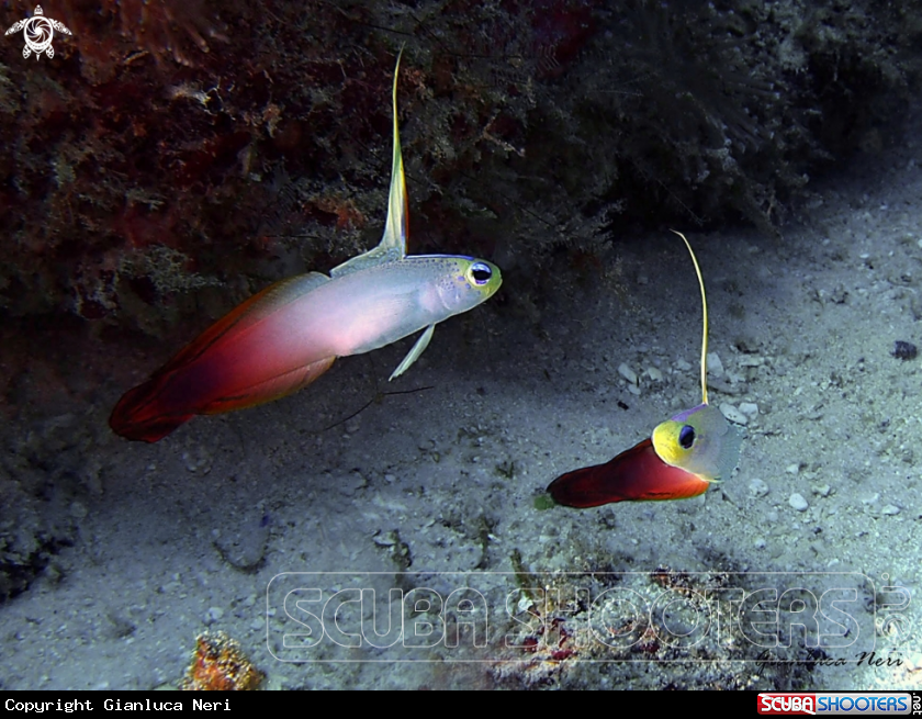 A Fire goby