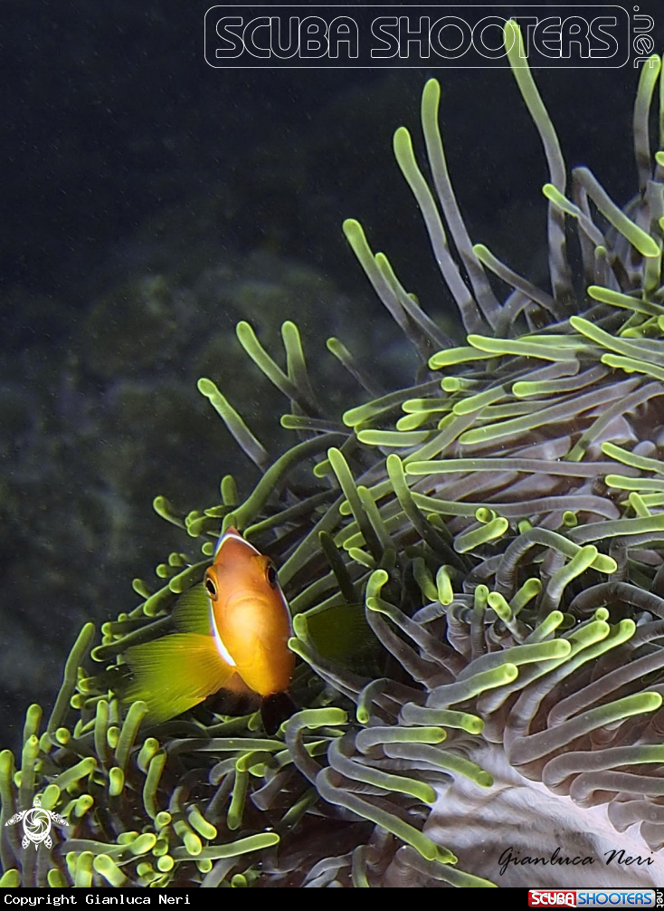 A Clownfish