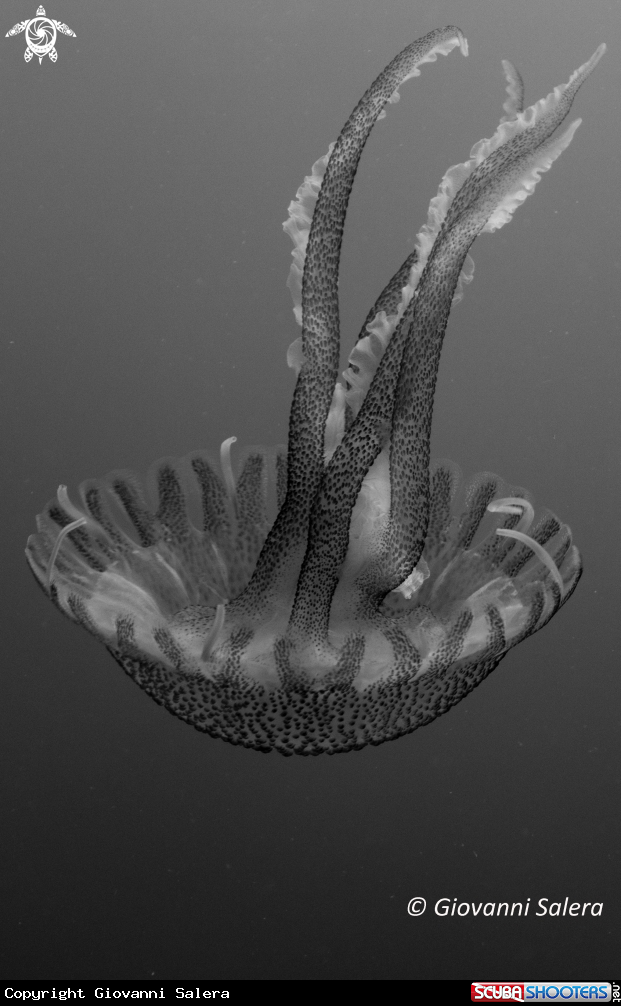 A medusa