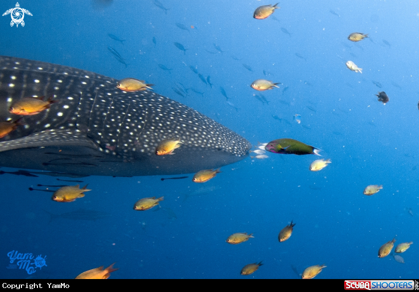 A Whale shark