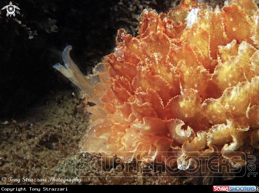 A Polybranchia orientalis