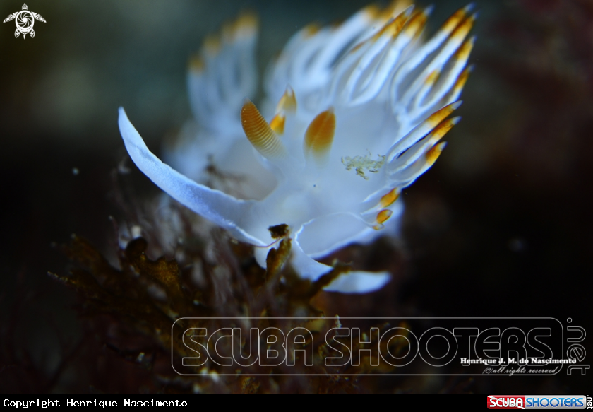 A Nudibranch