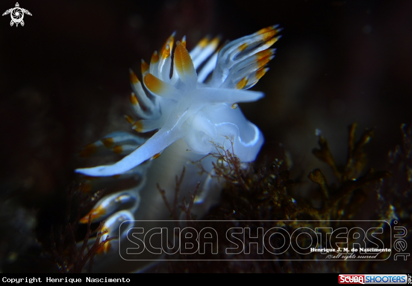 A Nudibranch