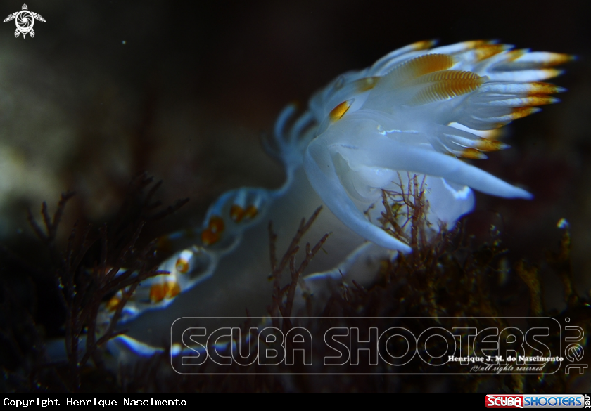 A Nudibranch