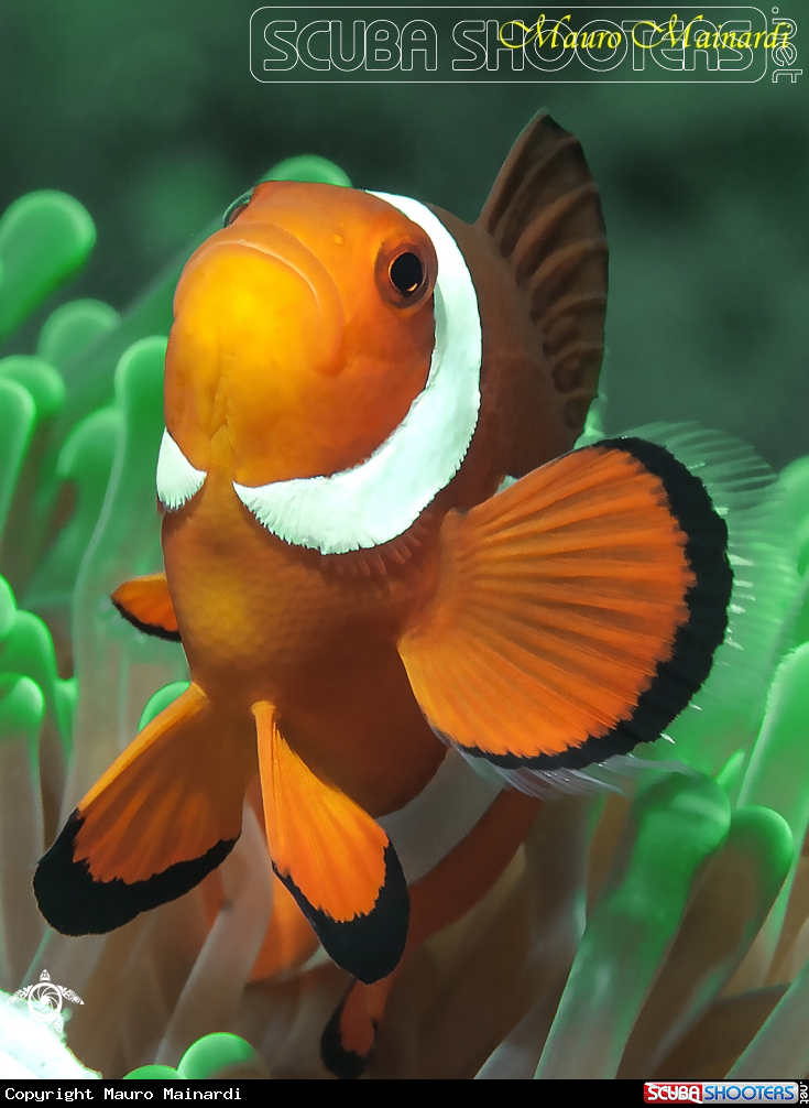 A Clownfish