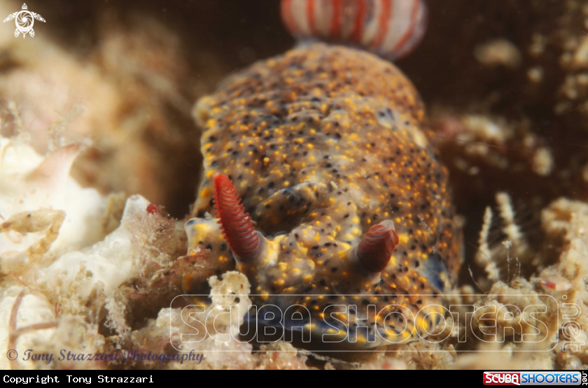 A Obscure Hypselodoris