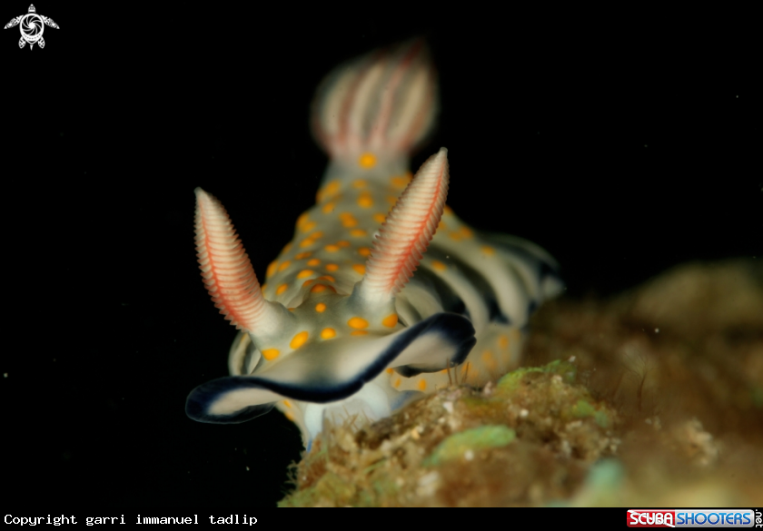 A nudibranch