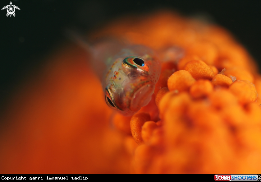 A goby