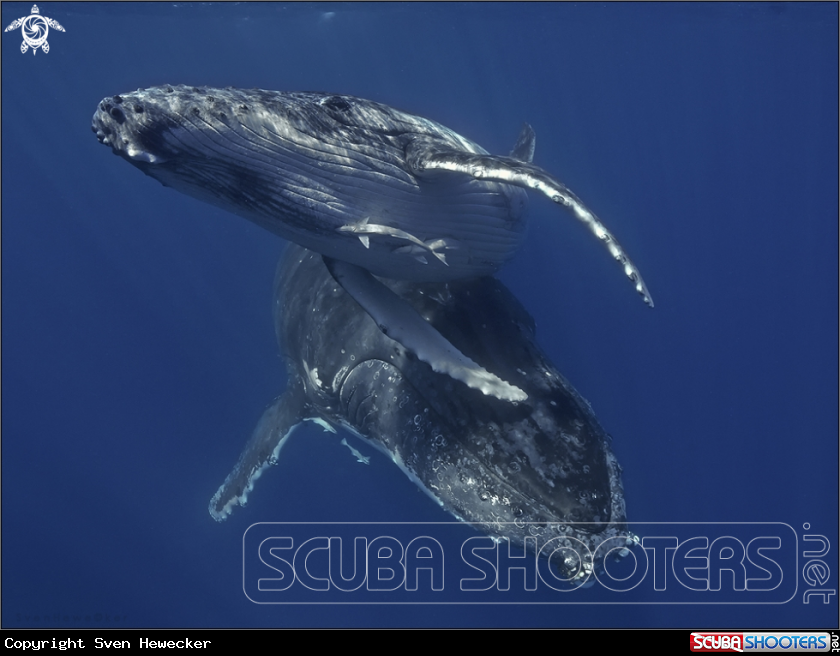 A humpback whale
