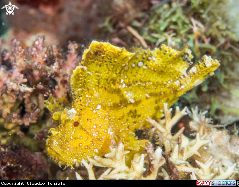 A Leaf Scorpionfish