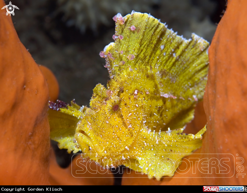 A Leave fish