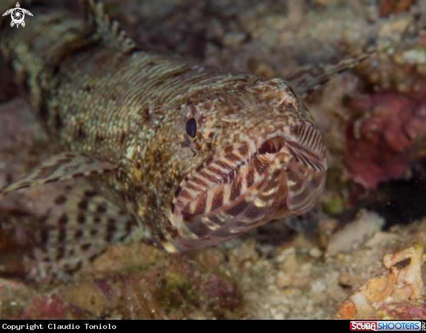 A Variegated LIzardfish
