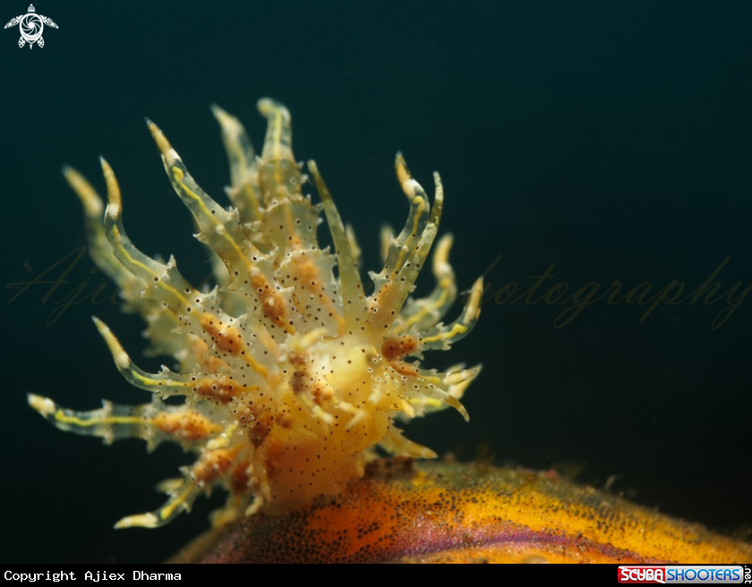 A nudibranch 