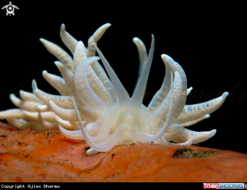A nudibranch 