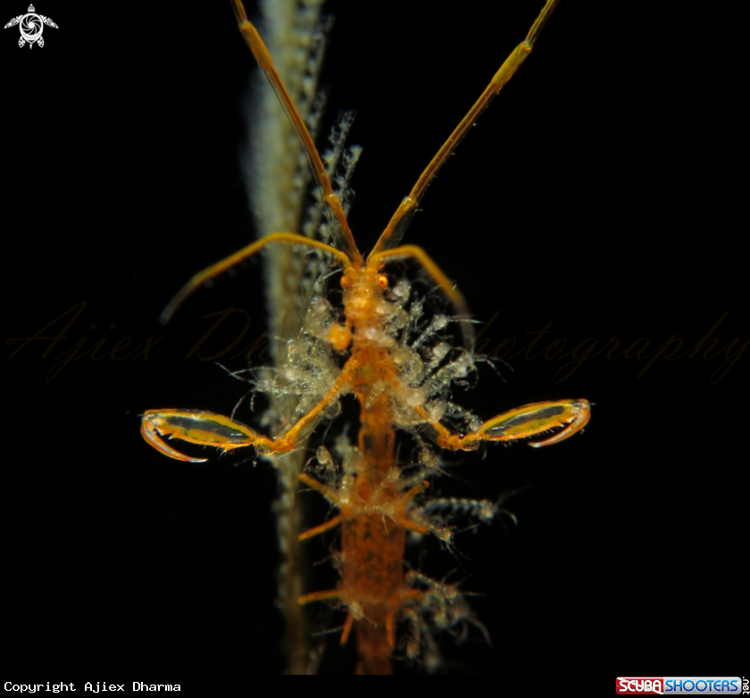 A skeleton shrimp 