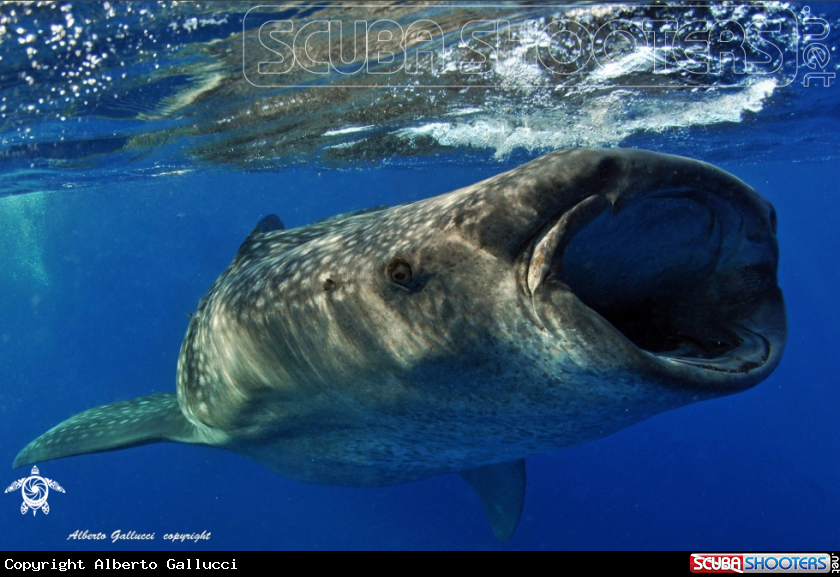 A Whale shark