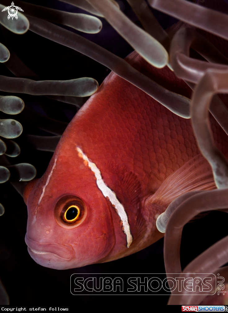A Pink Anemonefish