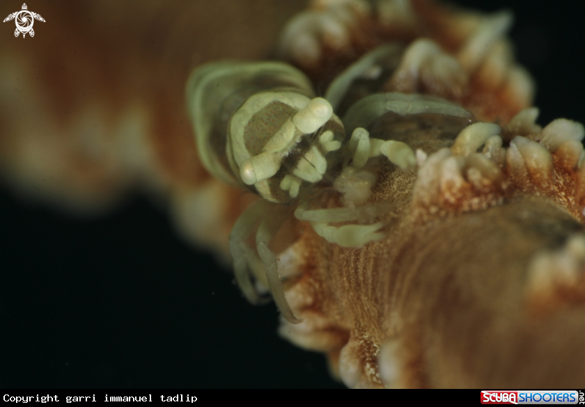 A whip coral shrimp