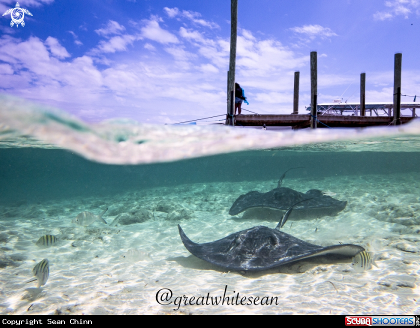 A Stingray