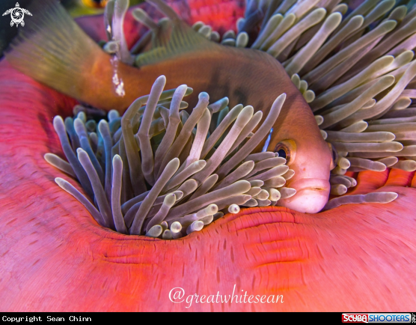 A Clownfish 