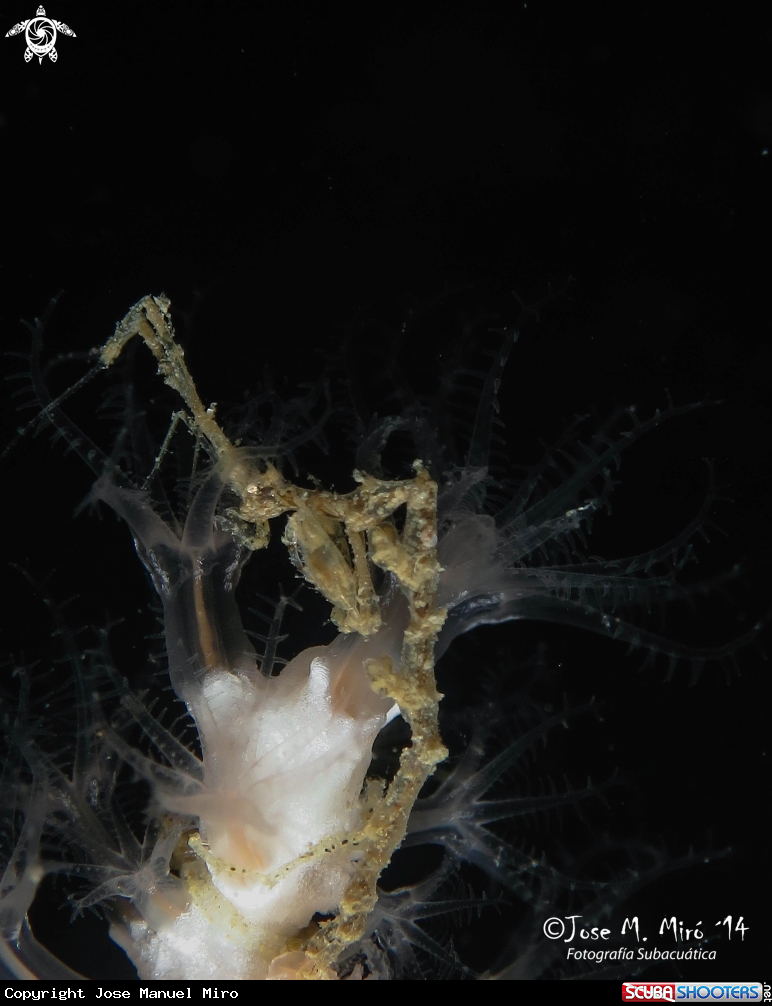 A Skeleton Shrimp
