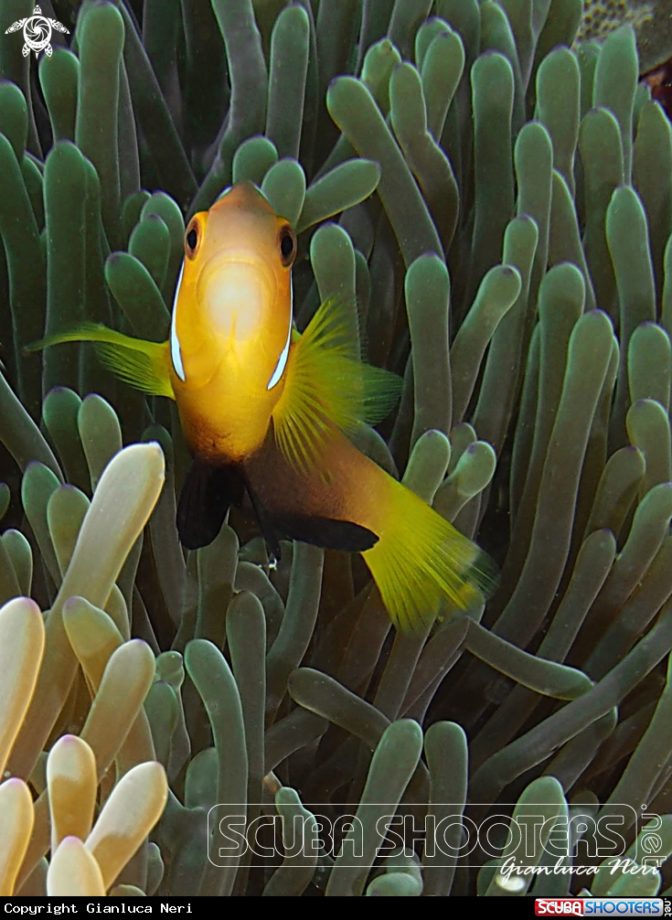 A Clownfish
