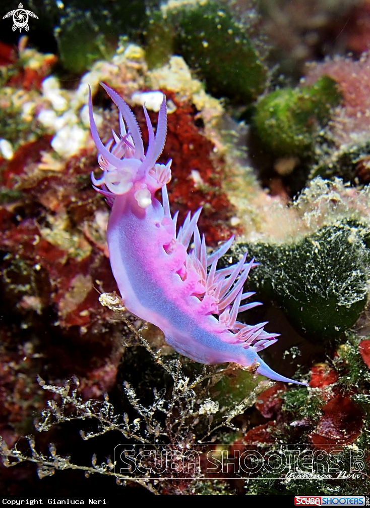 A Flabellina