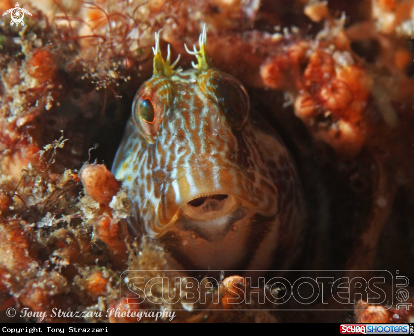 A Horned blenny