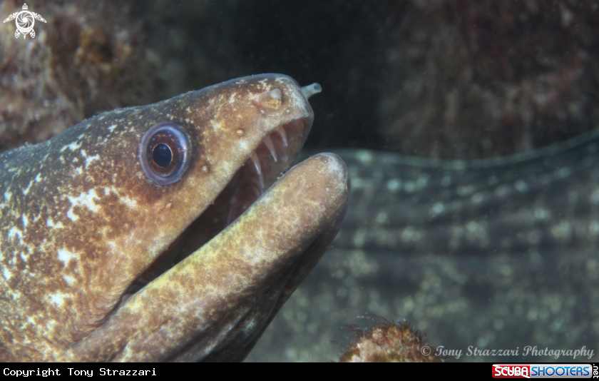 A Saw tooth moray