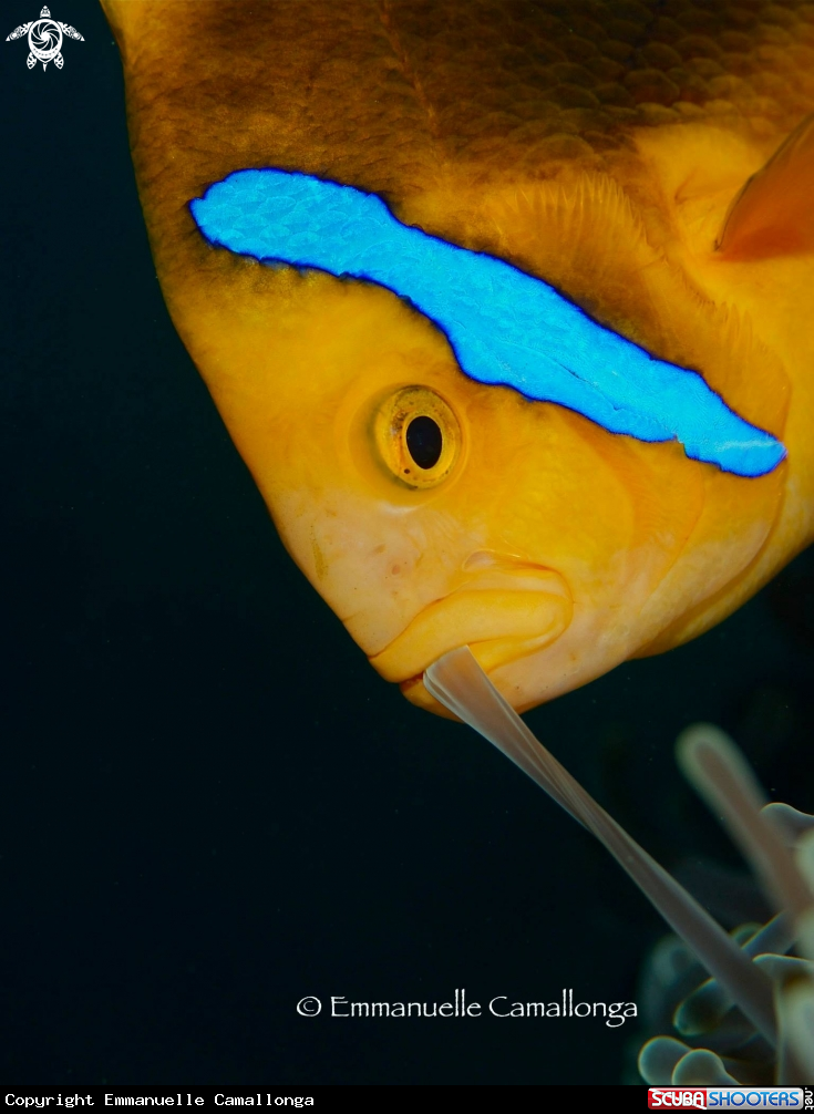 A poisson clown