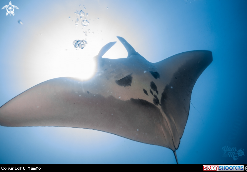 A Manta ray