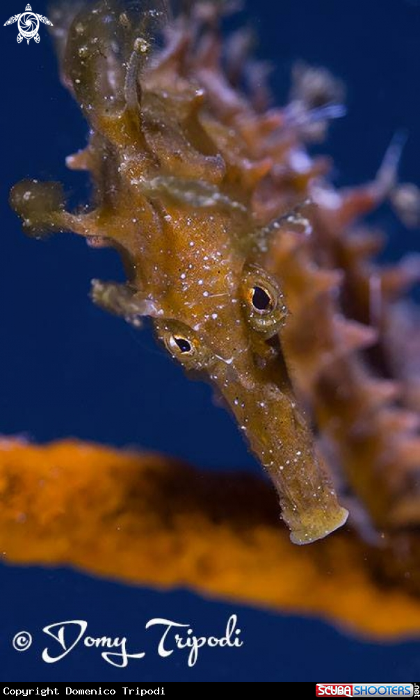 A Hippocampus guttulatus