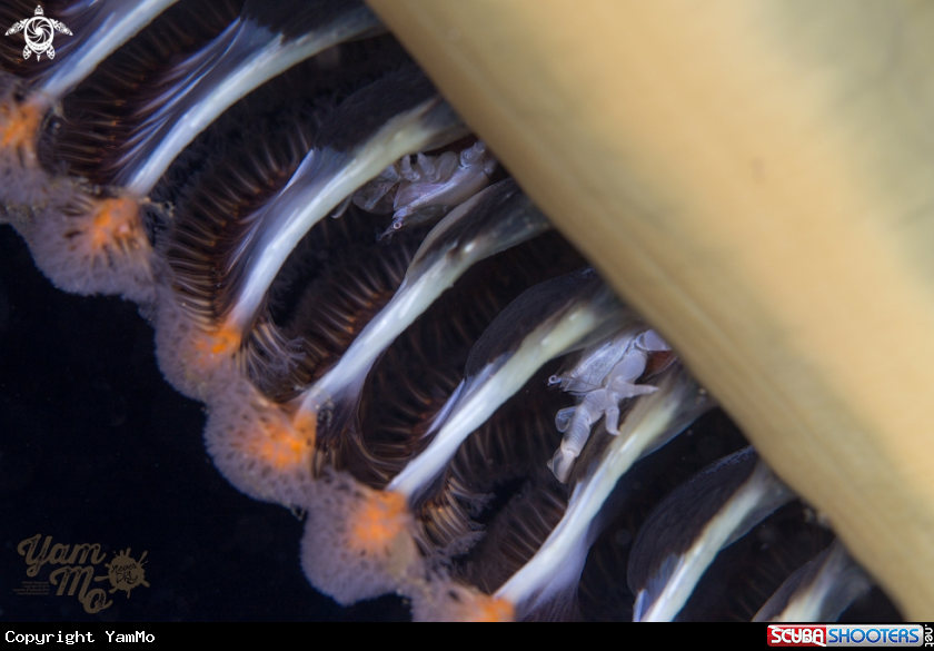 A Crabs on the sea pen