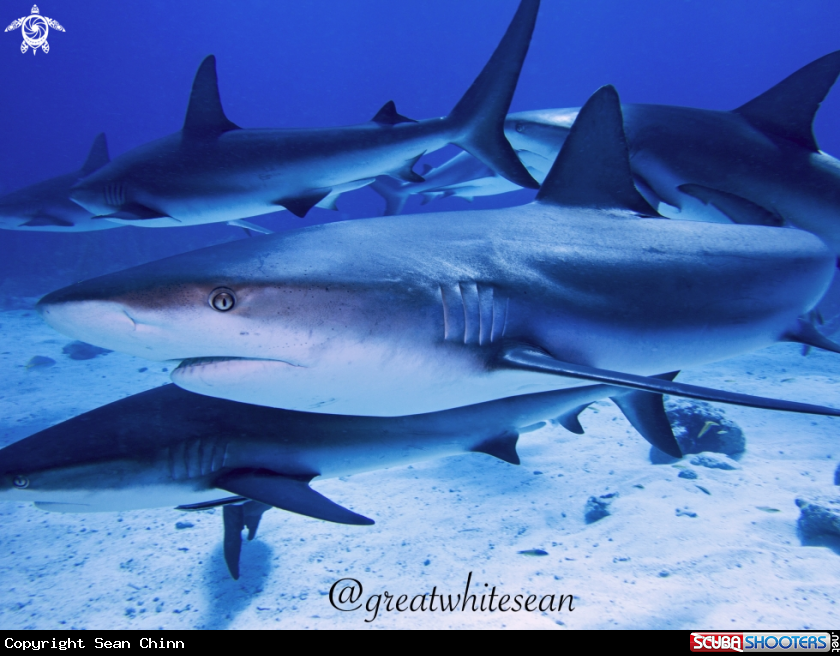 A Caribbean Reef Shark