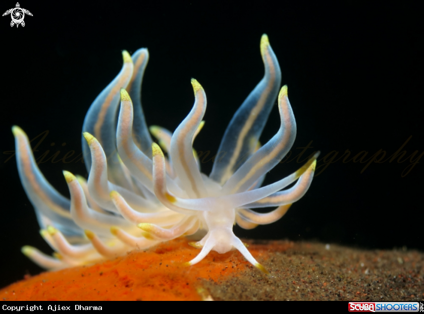 A nudibranch 